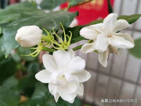 虎頭茉莉修剪|介紹！「三個」延長「虎頭茉莉」花的「修剪」技巧